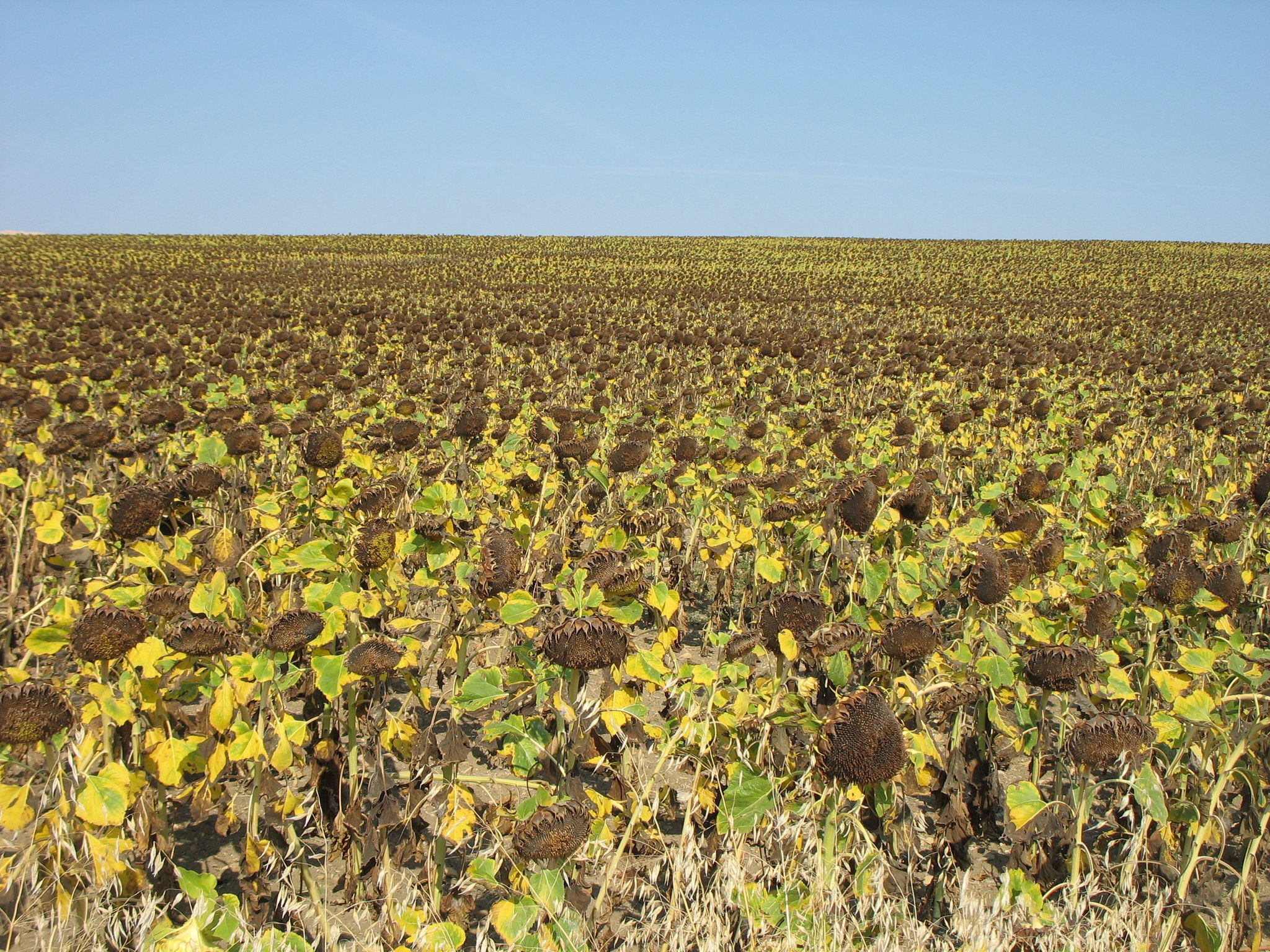 Salinas-de-Pamplona, tournesols (Espagne)