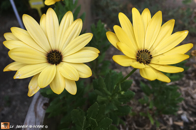 Osteospermum