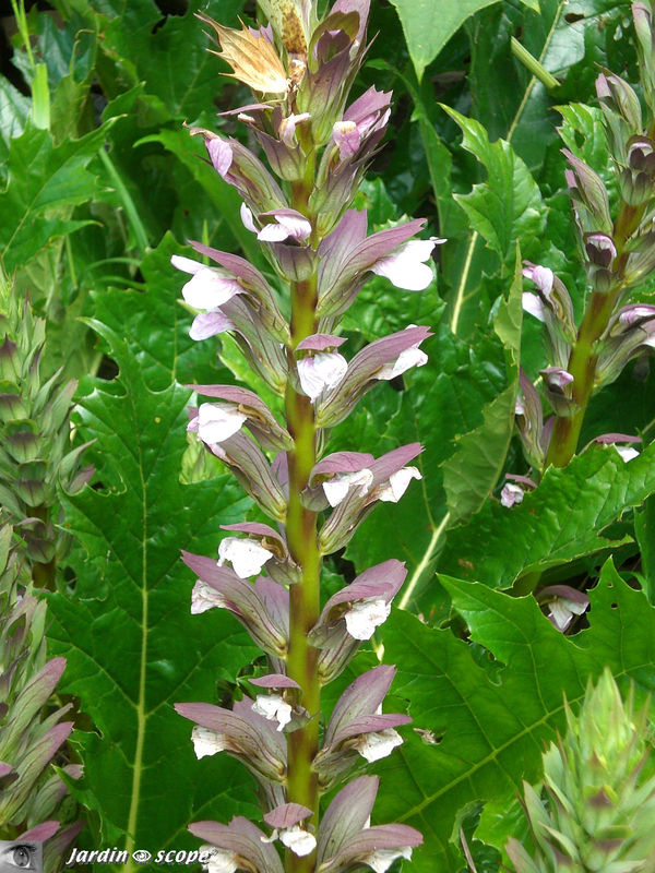Acanthus mollis L. • Erva gigante (en portugais) • Acanthaceae