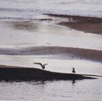 contre_jour_sur_LOIRE__mr_et_mme_Mouette