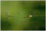 1 Galuchet grenouille 230716
