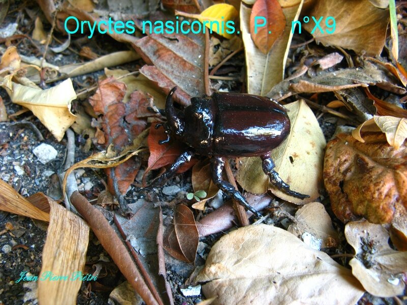 Oryctes nasicornis n° X9