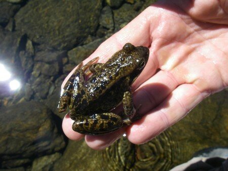 Port_de_la_Bona_ga_Refuge_de_Certascan_ao_t_2007__057_