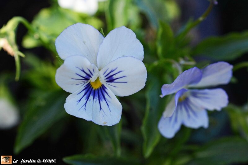 Viola cornuta 2