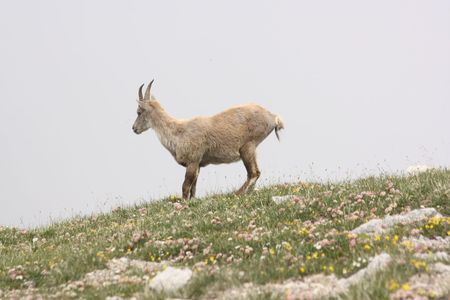 2009_06_29_Un_bouquetin_sur_le_sommet_du_Grand_Veymont__10_