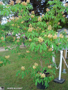 9400_Aesculus_x_Mutabilis