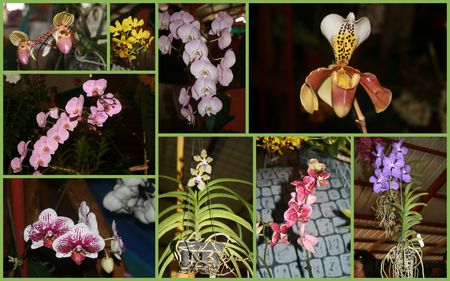 orchid_es