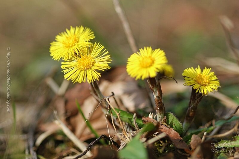 Tussilago farfara