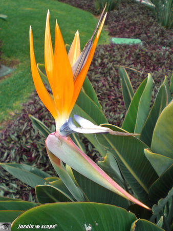 8869_Strelitzia_reginae