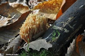 artomyces_pyxidatus-2