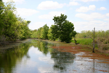 Louisiana_bayou_5