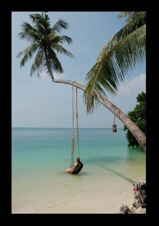 Phangan_Palm_tree