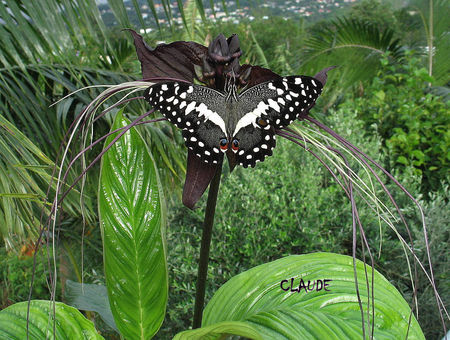 Papilio_d_modocus
