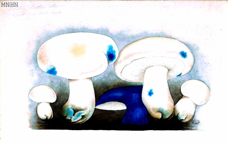 21 Boletus lacteus Lév