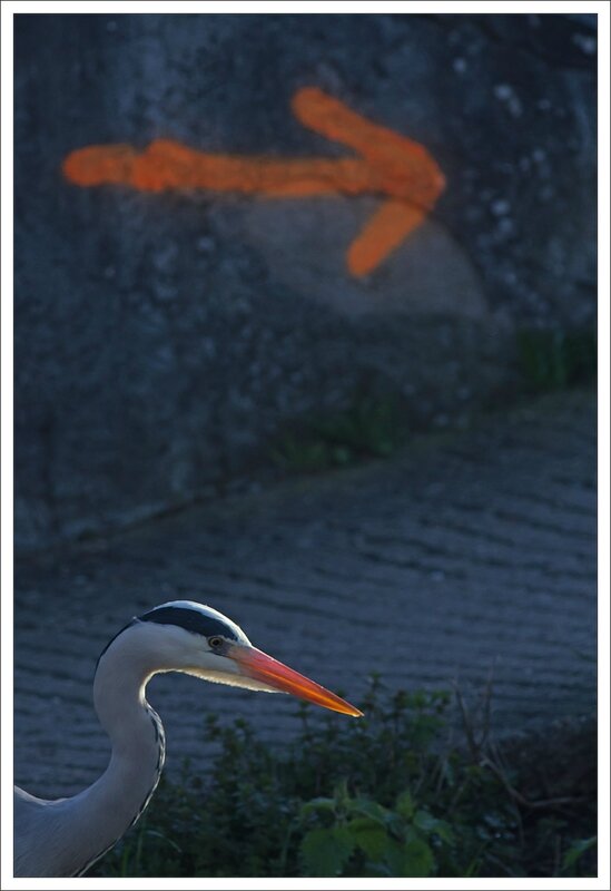 ville heron matin 060314 5 fleche