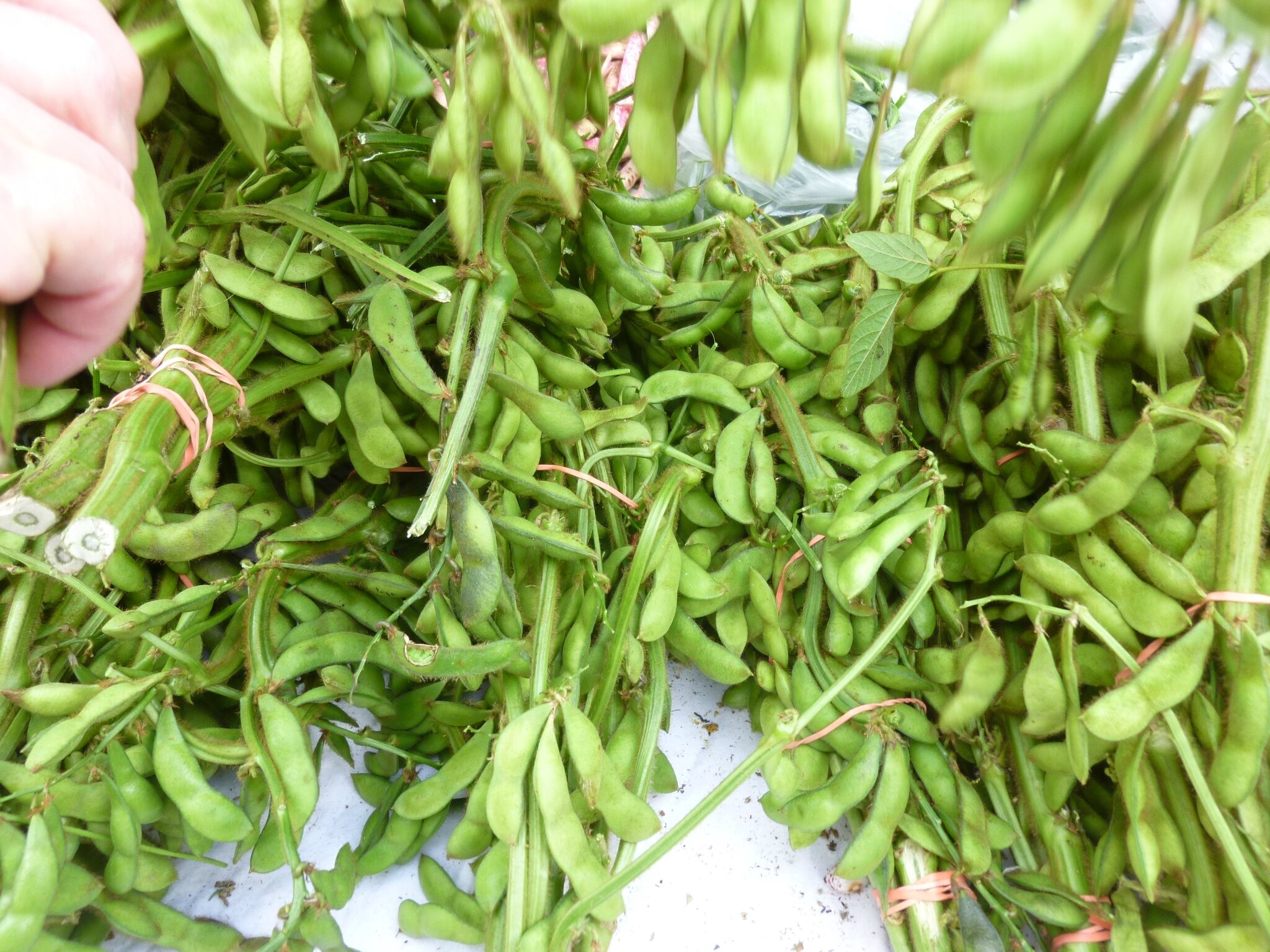 Union Square market NYC