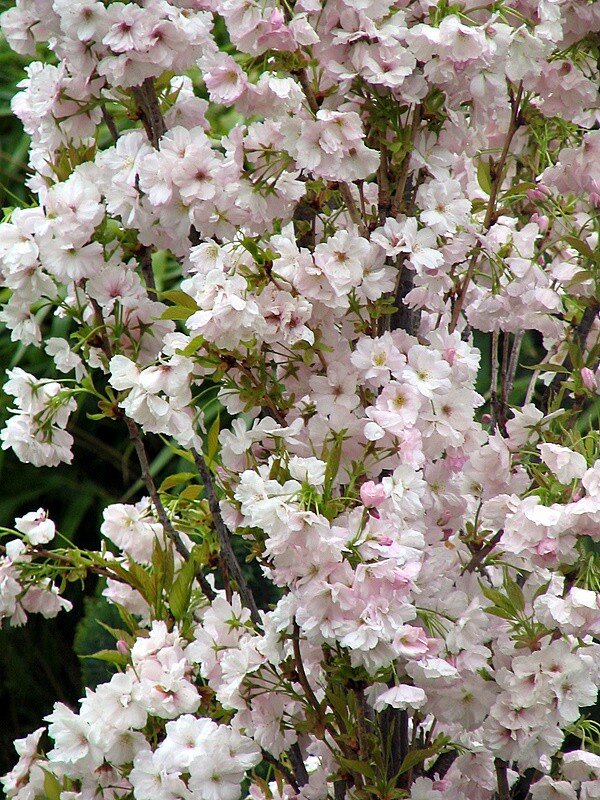 cerisier à fleurs