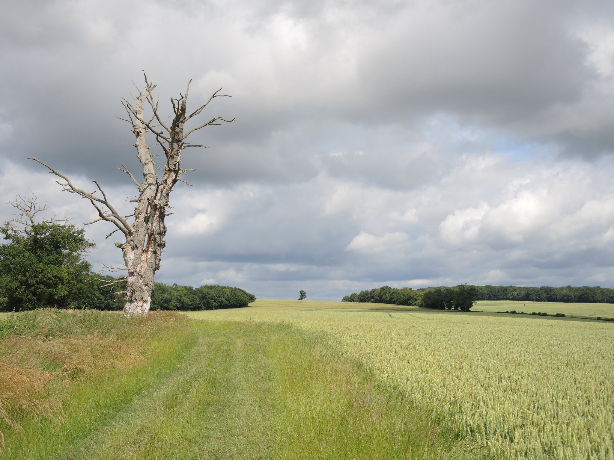 Bona, champ de blé et arbre en juin