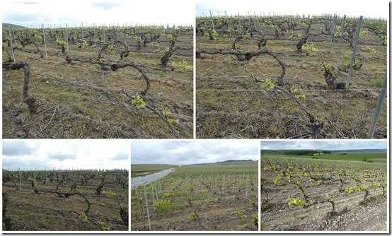 vignes 25 mai 2021 (3) vignes 25 mai 2021 (3)