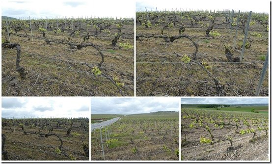 vignes 25 mai 2021 (3)