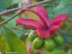 8939_Ochna_serrulata_2