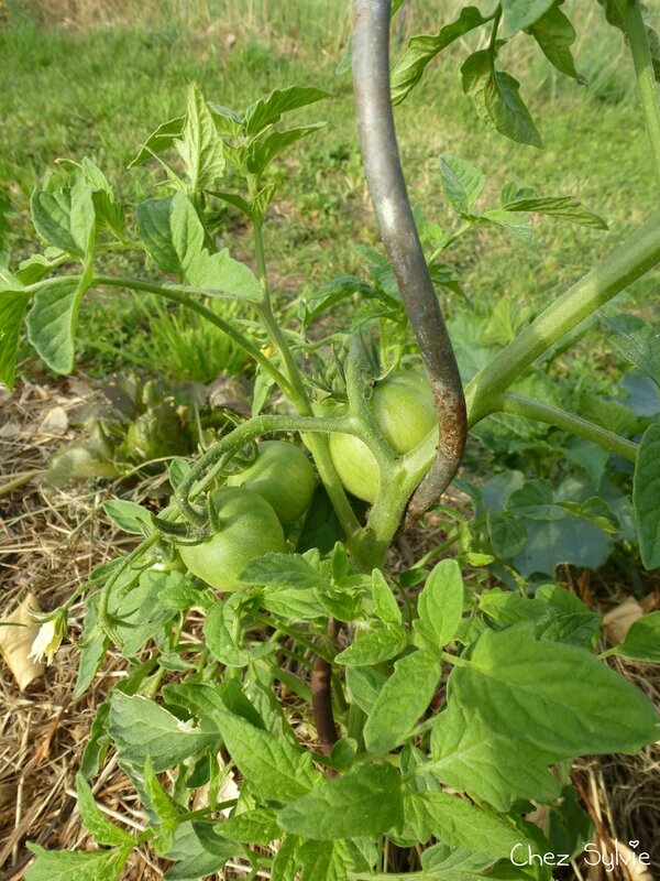 Potager permaculture plantations 07