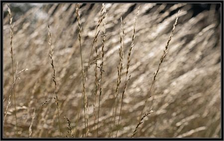 herbe_graminees_contrejour_060710