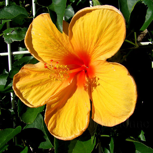 Image-Nature-Fleur-Hibiscus-Martinique 2