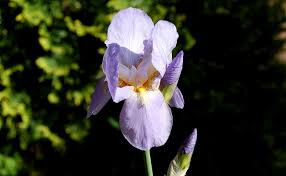 iris