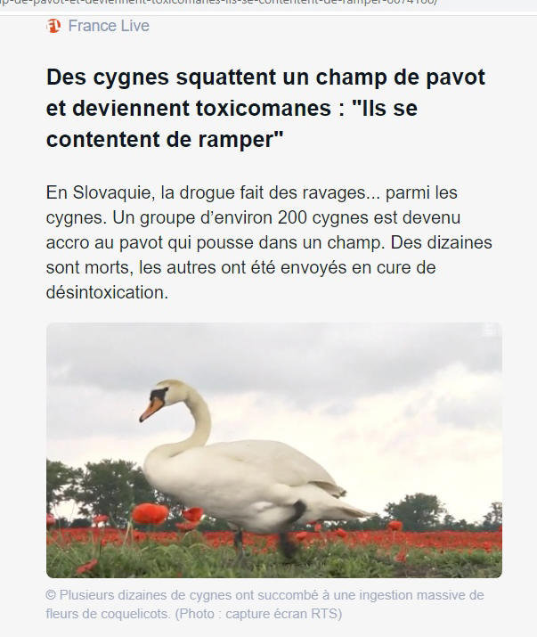 Il suufira d'un cygne