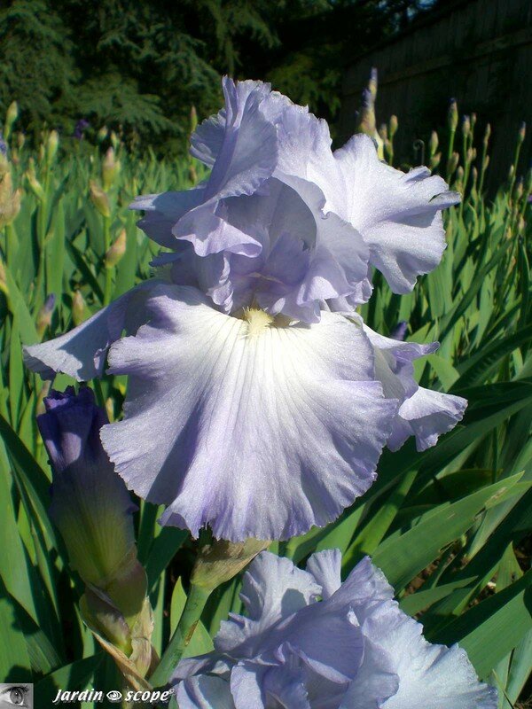 Iris