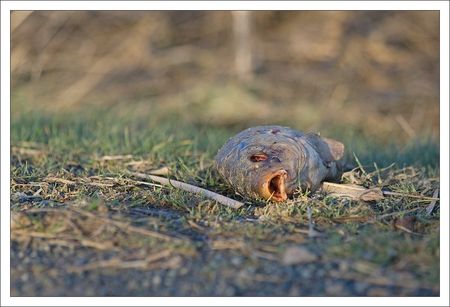 Aiguillon_inondation_poisson_mort_3_280210