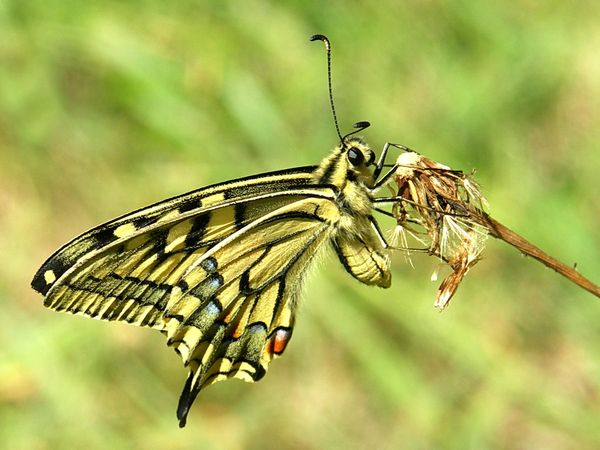 MACHAON - Papilio Machaon 1