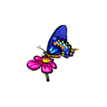 Papillons_11