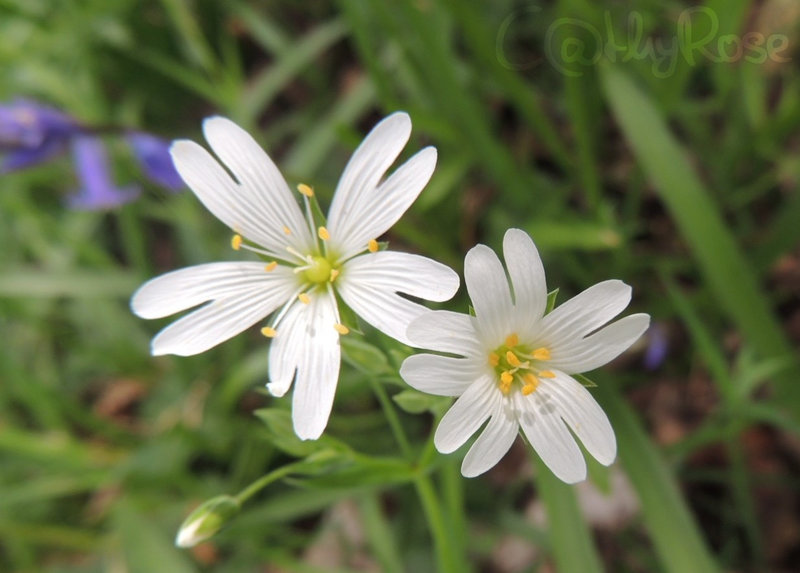 && stellaire holostée (1)