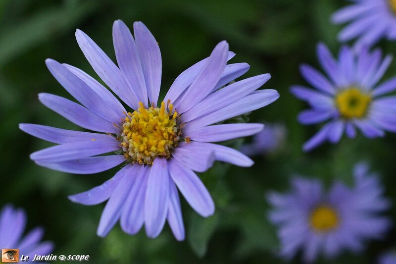 Aster