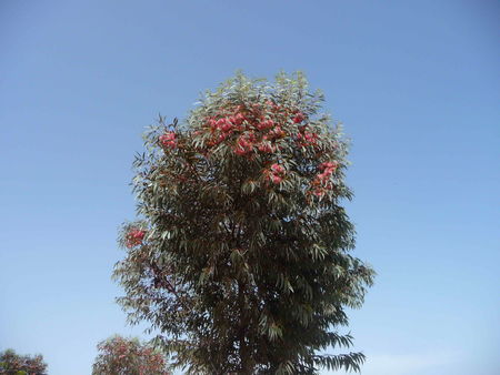 Eucalyptus_Torquata2