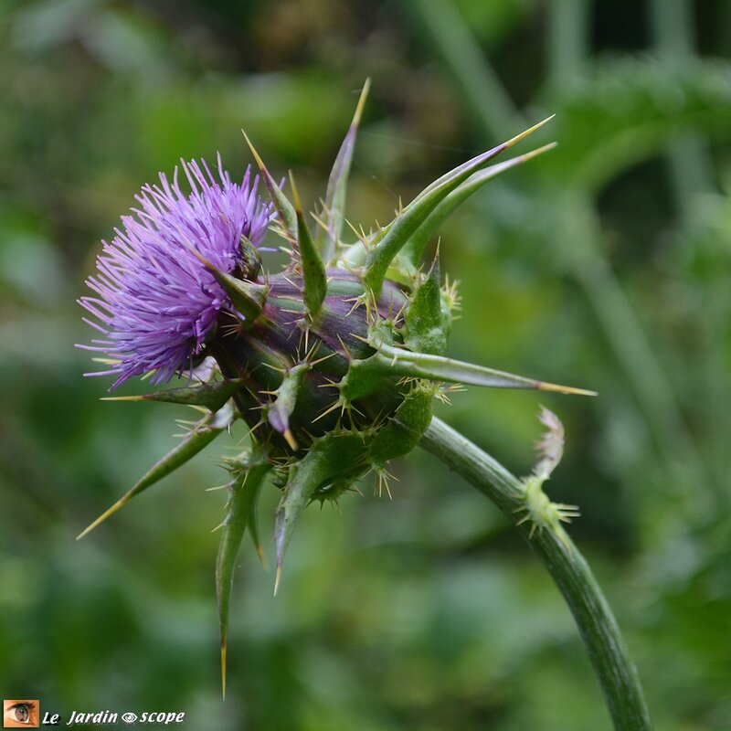 Chardon-Marie-Silybum-marianum