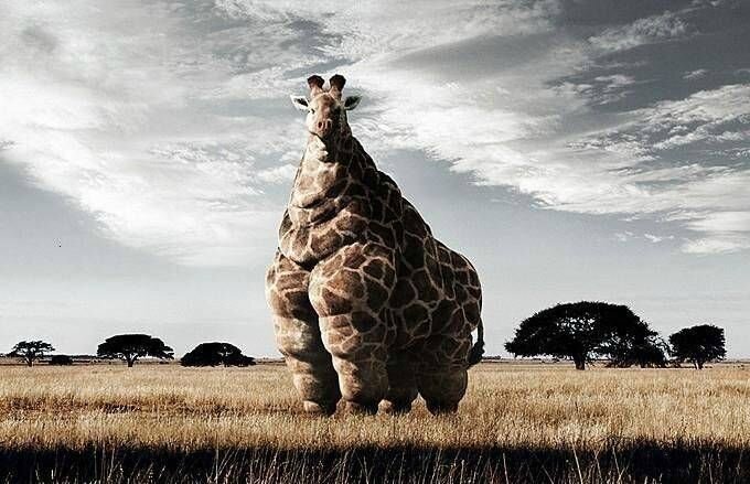 girafe