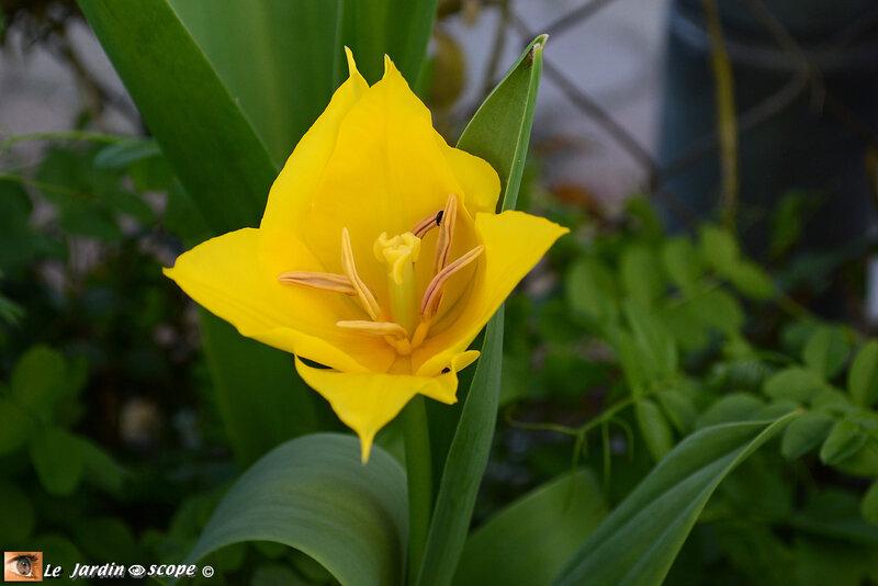 Tulipe-fleur-de-lis-West-Point