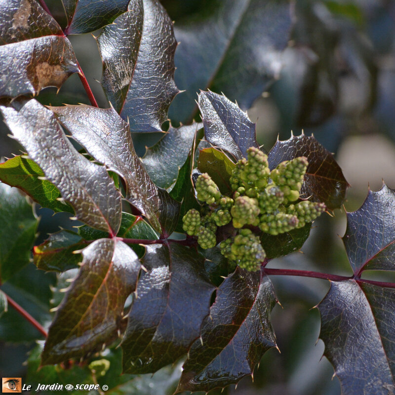 Mahonia-aquifolium-4