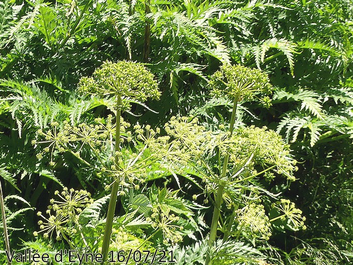 Molopospermum peloponnesiacum