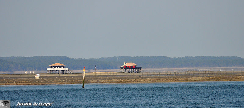 Les cabanes-tchanquees de l'ile aux oiseaux sur le bassin d'Arcachon