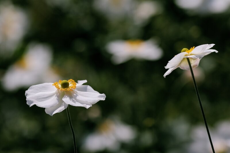 Fleurs