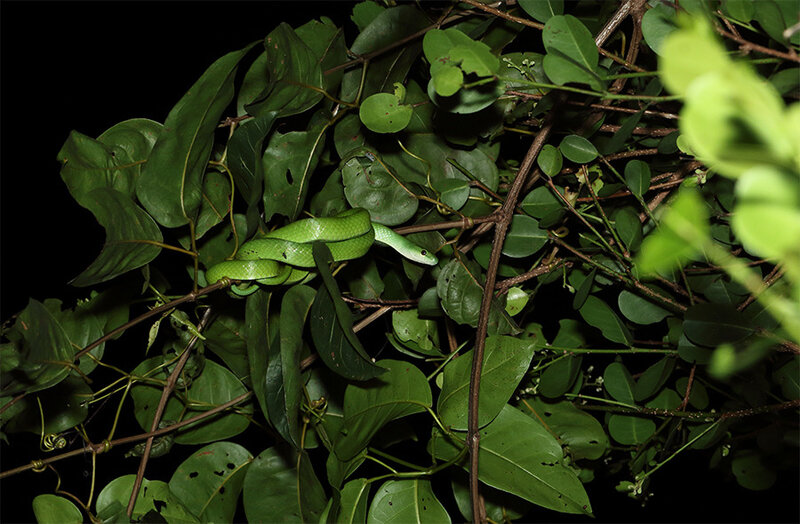 Philodryas viridissima