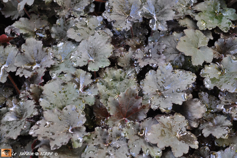 Heuchera Binoche