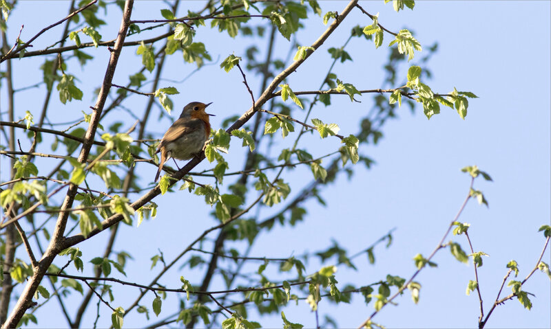 Oiseau RG chante noisetier feuilles 040420