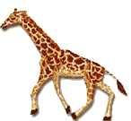 girafe_002