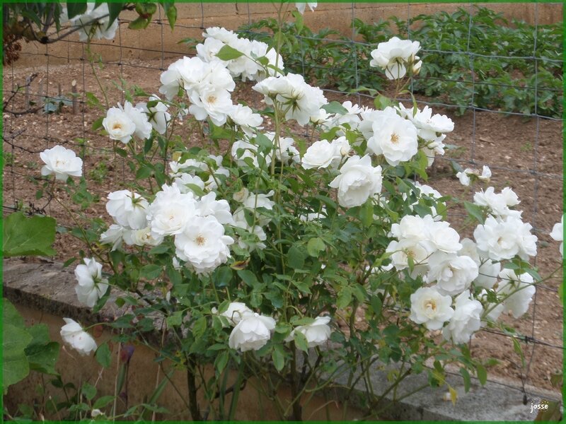 roses blanches1