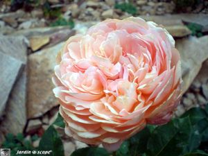 La rose 'Parfum d'Orléans'